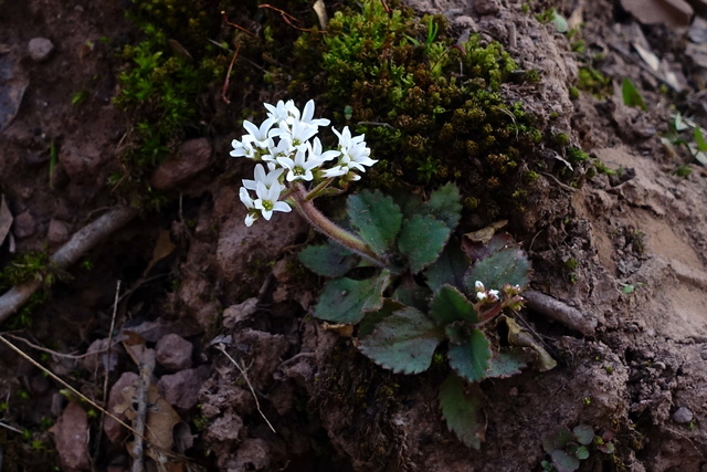 Micranthes virginiensis - plant