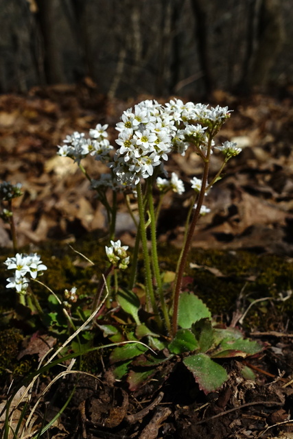 Micranthes virginiensis - plant