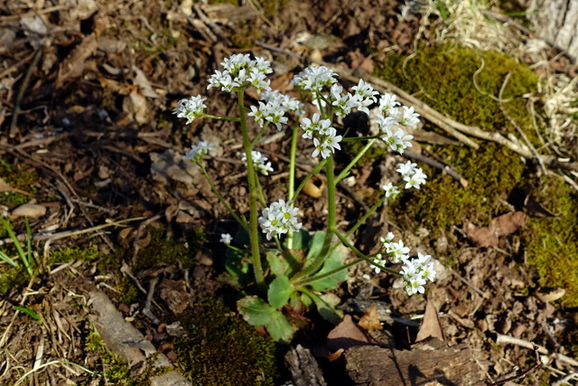 Micranthes virginiensis - plant