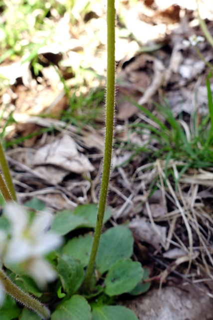 Micranthes virginiensis - stem