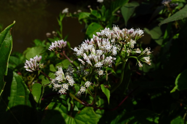 Mikania scandens