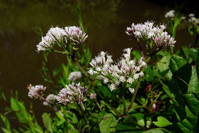 Mikania scandens