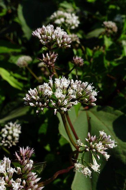 Mikania scandens