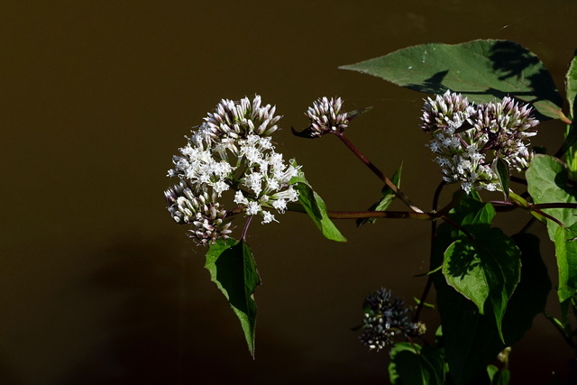 Mikania scandens