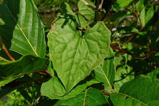 Mikania scandens - leaves