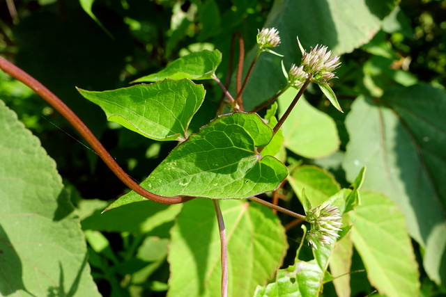 Mikania scandens - leaves