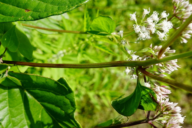 Mikania scandens - stem