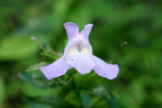 Mimulus alatus