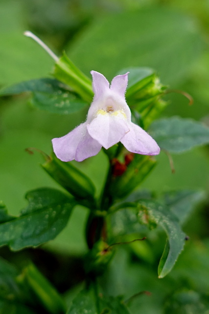 Mimulus alatus