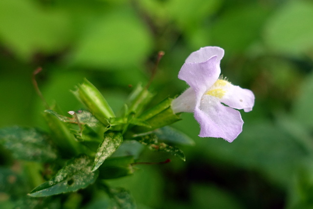 Mimulus alatus