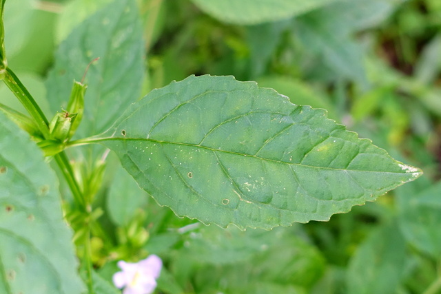 Mimulus alatus - leaves