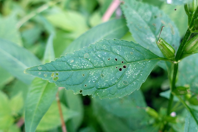 Mimulus alatus - leaves