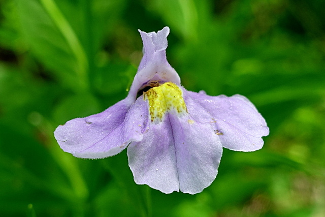 Mimulus ringens