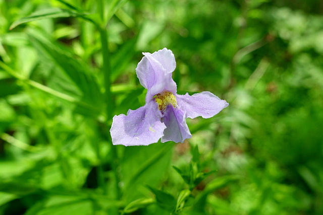 Mimulus ringens