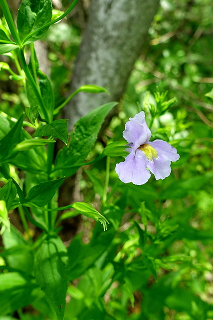 Mimulus ringens