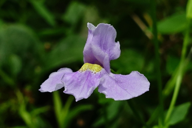 Mimulus ringens