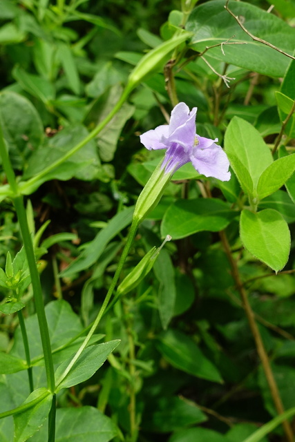 Mimulus ringens