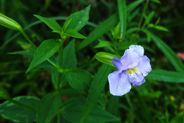 Mimulus ringens