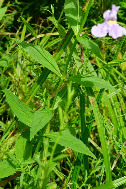 Mimulus ringens - leaves