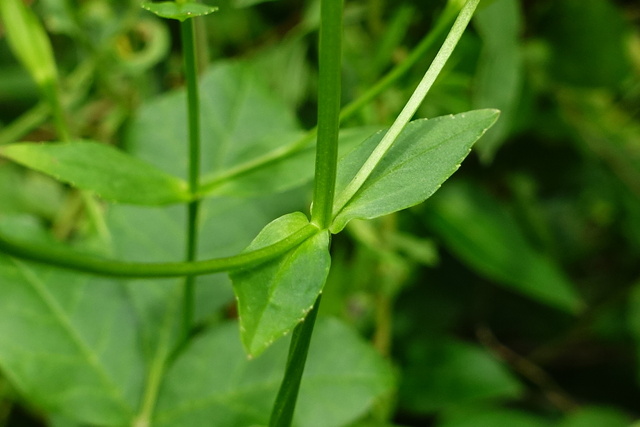 Mimulus ringens - leaves