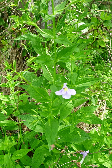 Mimulus ringens - plant