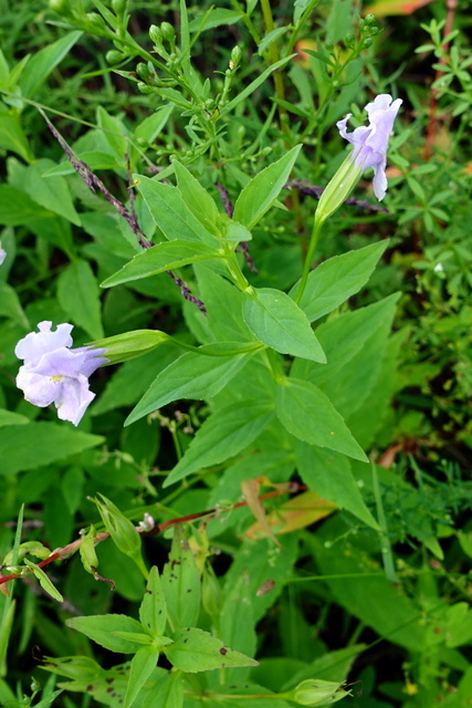 Mimulus ringens - plant