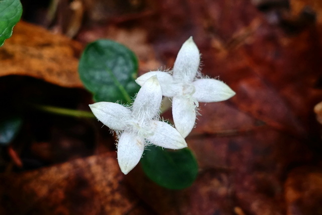 Mitchella repens