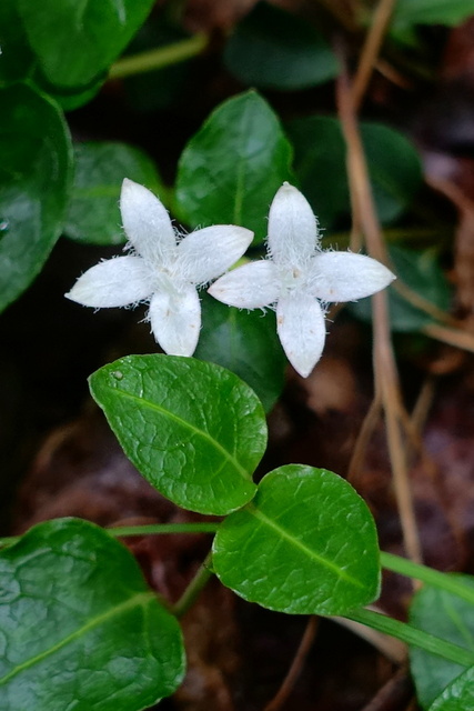 Mitchella repens