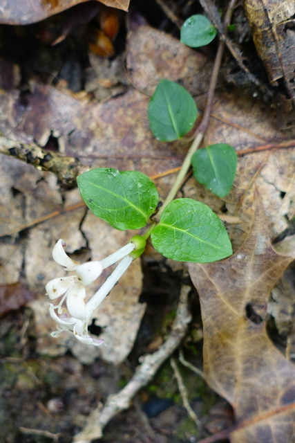 Mitchella repens