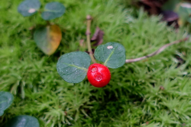 Mitchella repens - fruit