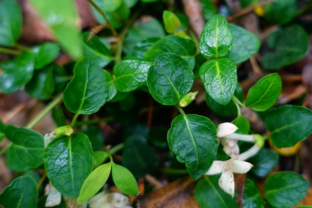 Mitchella repens - leaves