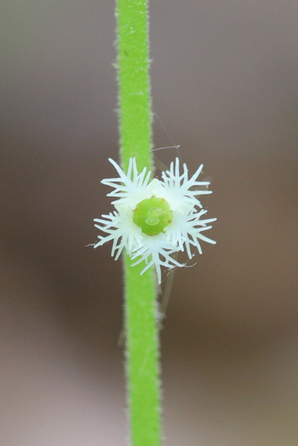 Mitella diphylla