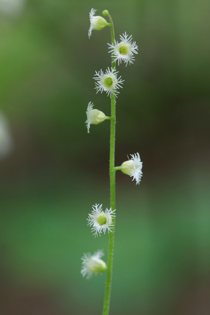 Mitella diphylla