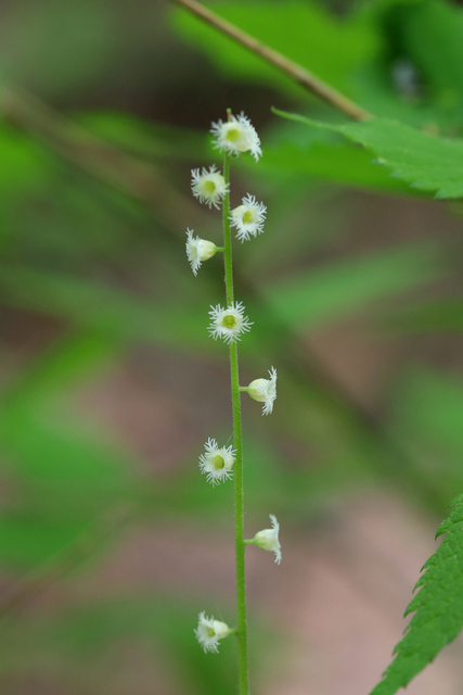 Mitella diphylla