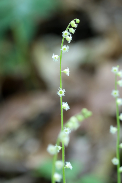 Mitella diphylla