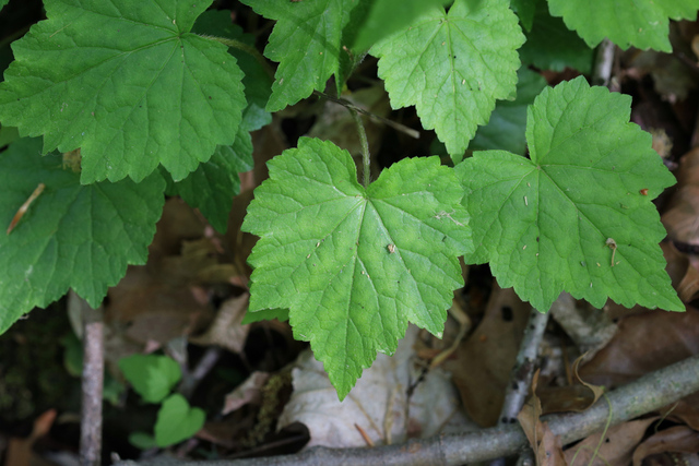 Mitella diphylla - basal leaves