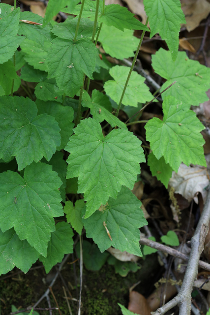 Mitella diphylla - basal leaves