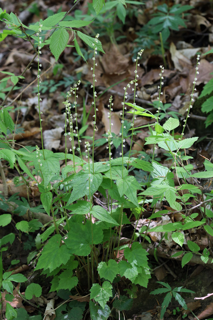 Mitella diphylla - plants