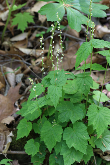 Mitella diphylla - plants