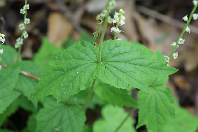 Mitella diphylla - upper leaves