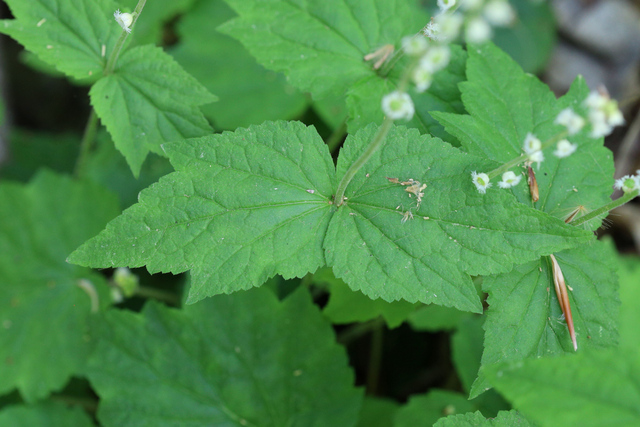 Mitella diphylla - upper leaves