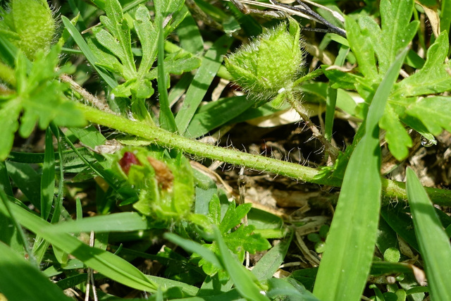 Modiola caroliniana - stem