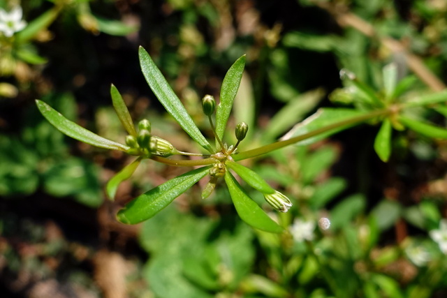 Mollugo verticillata - leaves