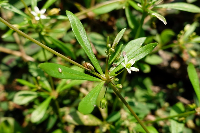 Mollugo verticillata - leaves