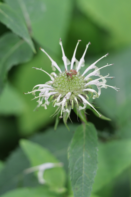 Monarda clinopodia