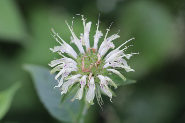 Monarda clinopodia