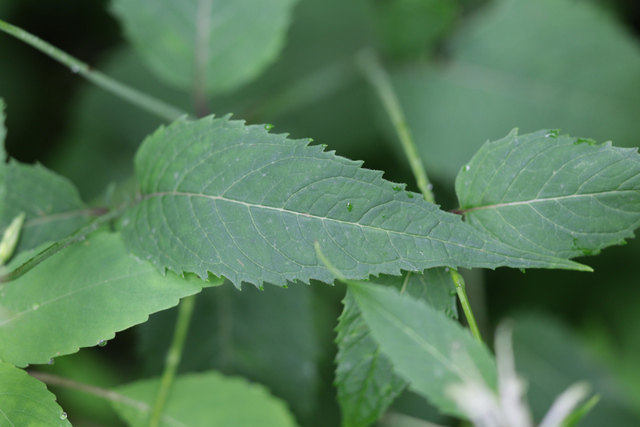 Monarda clinopodia - leaves