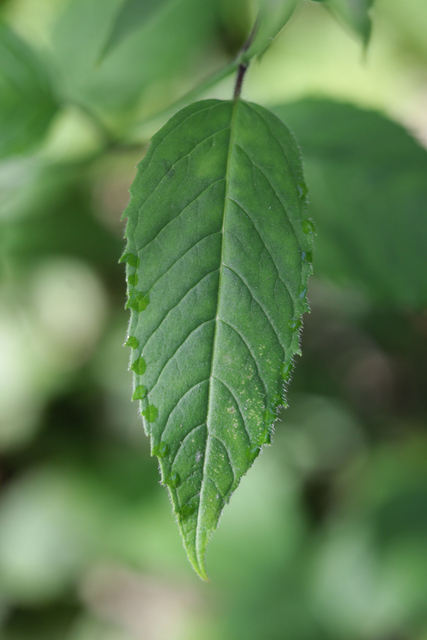 Monarda clinopodia - leaves