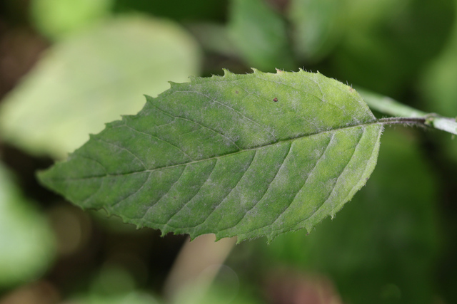Monarda clinopodia - leaves