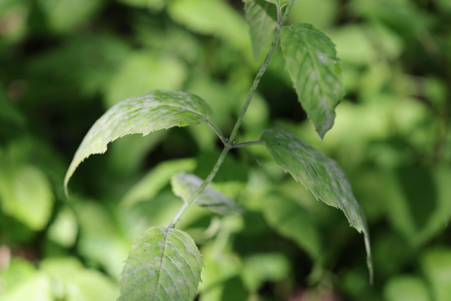 Monarda clinopodia - leaves